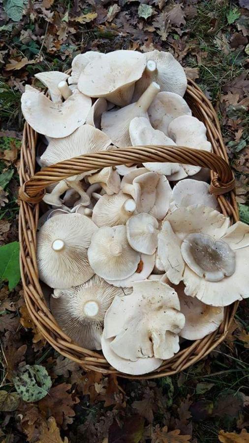 Sant'Elia B&B Alessandria del Carretto エクステリア 写真