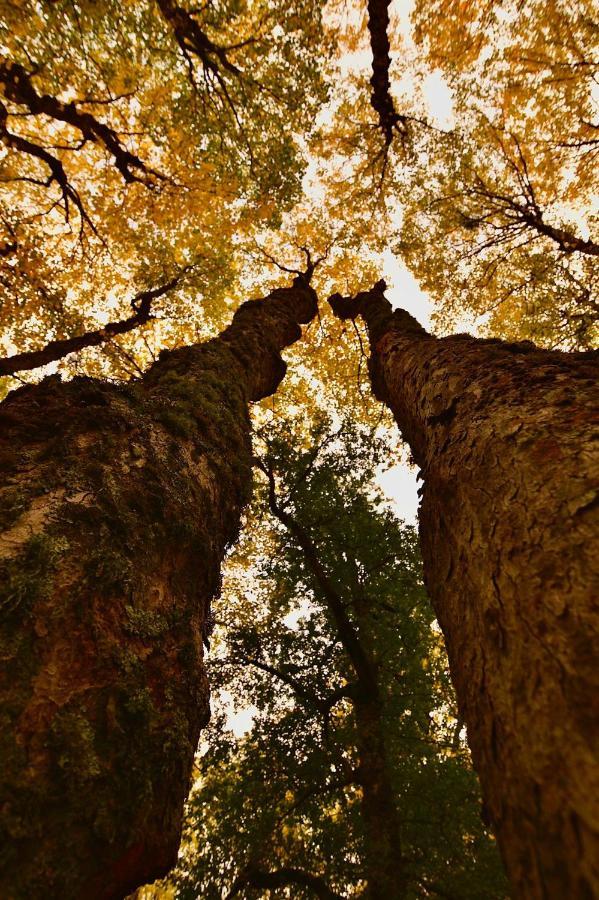 Sant'Elia B&B Alessandria del Carretto エクステリア 写真